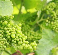 Waratah Hills Vineyard - Accommodation Port Hedland