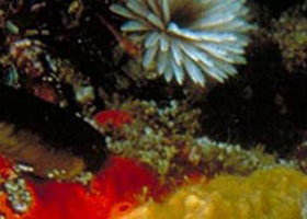 Point Cooke Marine Sanctuary - Accommodation Port Hedland 0