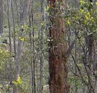 Heathcote-Graytown National Park - Accommodation Port Hedland