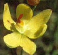 Langwarrin Flora and Fauna Reserve - Accommodation Port Hedland