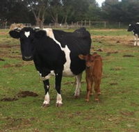 Animal Land Children's Farm - Accommodation Port Hedland