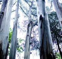 Dandenong Ranges National Park - Accommodation Port Hedland