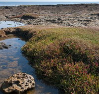 Ricketts Point Marine Sanctuary - Accommodation Port Hedland