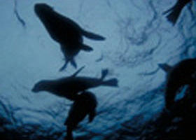 The Arches Marine Sanctuary - Accommodation Port Hedland 0