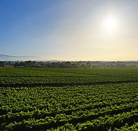 GREENSTONE VINEYARDS - Accommodation Port Hedland