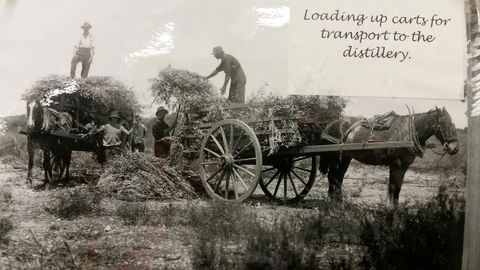 Eucalyptus Distillery Museum - Accommodation Port Hedland 4