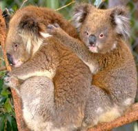 Shoalhaven Zoo - Accommodation Port Hedland