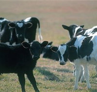 Bodalla Dairy Cheese Factory - Accommodation Port Hedland