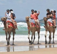 Camel Rides with Coffs Coast Camels - Accommodation Port Hedland