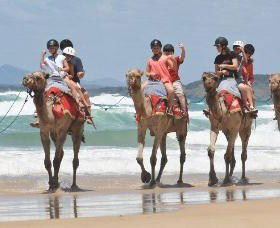 Camel Rides With Coffs Coast Camels - Accommodation Port Hedland 0