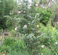 Tombstone Estate Vineyard - Accommodation Port Hedland