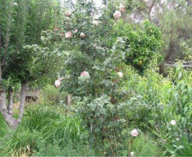 Tombstone Estate Vineyard - Accommodation Port Hedland 0