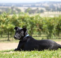 Moothi Estate Vineyard and Cellar Door - Accommodation Port Hedland