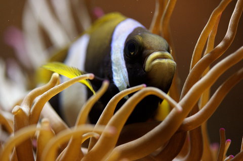 Solitary Islands Aquarium - Accommodation Port Hedland 1