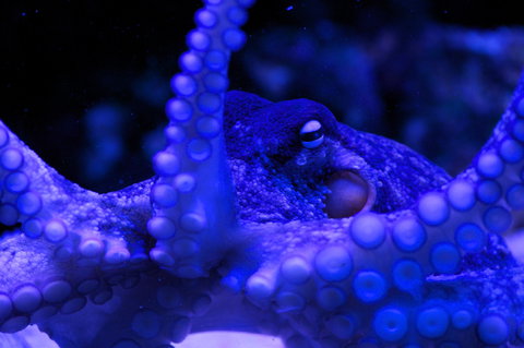 Solitary Islands Aquarium - Accommodation Port Hedland 2