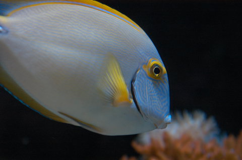 Solitary Islands Aquarium - Accommodation Port Hedland 3