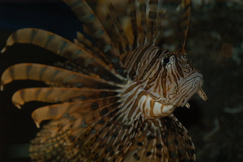 Solitary Islands Aquarium - Accommodation Port Hedland 4