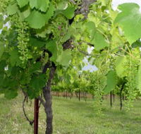 Holland Wines - Accommodation Port Hedland
