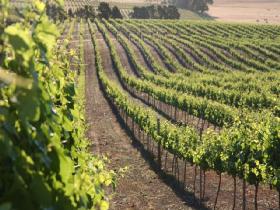 Kilikanoon Wines Cellar Door - Accommodation Port Hedland 1