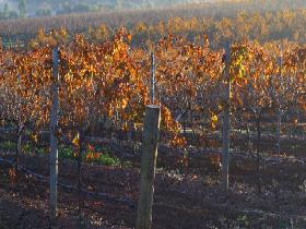 Kilikanoon Wines Cellar Door - Accommodation Port Hedland 2