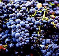 Nandroya Vineyard - Accommodation Port Hedland