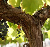 Blackjack Vineyards - Accommodation Port Hedland