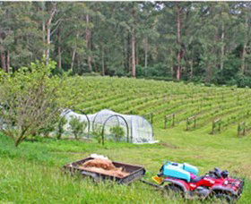 Peveril Vineyard/Beechy Berries - Accommodation Port Hedland 1