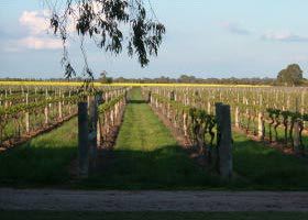 Water Wheel Vineyards - Accommodation Port Hedland 0