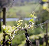 Whistling Eagle Vineyard - Accommodation Port Hedland