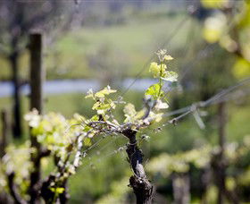 Whistling Eagle Vineyard - Accommodation Port Hedland 0