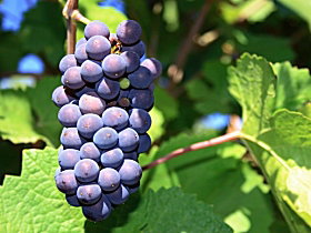 Tinderbox TAS Accommodation Port Hedland