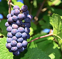 Tinderbox Vineyard - Accommodation Port Hedland