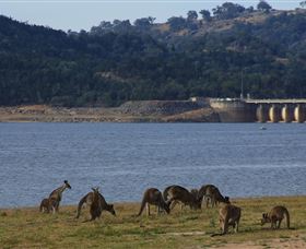 Inland Waters Holiday Parks Wyangala Waters - Accommodation Port Hedland 3
