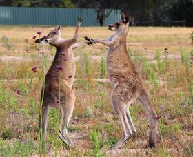 Inland Waters Holiday Parks Wyangala Waters - Accommodation Port Hedland 2