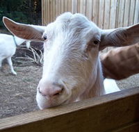 Drysdale Cheeses - Accommodation Port Hedland