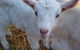 Drysdale Cheeses - thumb 14