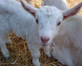 Drysdale Cheeses - Accommodation Port Hedland 14