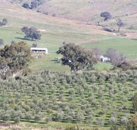 Wymah Organic Olives and Lambs - Accommodation Port Hedland