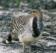 Yongergnow Australian Malleefowl Centre - Accommodation Port Hedland