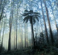 Yarra Ranges National Park - Accommodation Port Hedland