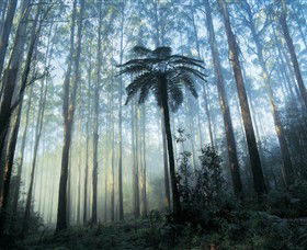 Yarra Ranges National Park - Accommodation Port Hedland 0