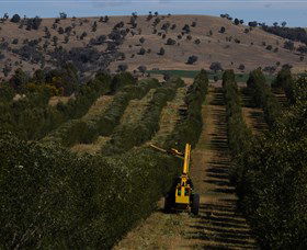 Rylstone Olive Press - Accommodation Port Hedland 2