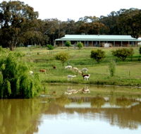 Clearview Alpacas - Accommodation Port Hedland