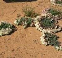 Coorow Wreath Flowers - Accommodation Port Hedland