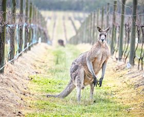 Yabby Lake Vineyard & Cellar Door - Accommodation Port Hedland 8