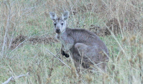 Capertee National Park - Accommodation Port Hedland 3
