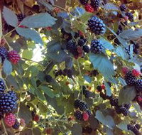 Gunnadoo Berries - Accommodation Port Hedland