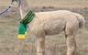 Marchmont Park Alpacas - thumb 1