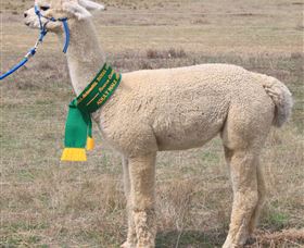 Marchmont Park Alpacas - Accommodation Port Hedland 1