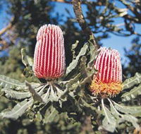 Coorow Wildflower Drive - Accommodation Port Hedland